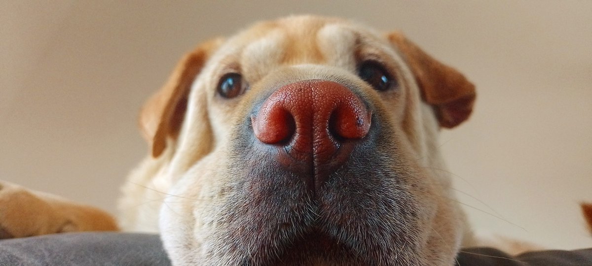 MyGuitarChannel's tweet photo. Los reto a superar esta Monumental foto de mi pseudo-sharpei. https://t.co/WyGLN8RAxP