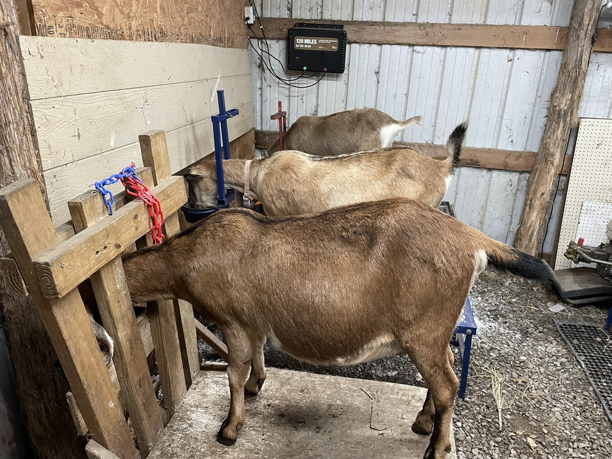 STF_Farm's tweet photo. Switched around a few things in the barn. Getting ready for kidding season and have quick and easy milking station for the does. 
#goats #dairygoats #nubians #alpines #lamanchas #recordedgrades #milkers #kiddingseason #floppyears #pointyears #babygoats https://t.co/sOZshwJpAZ
