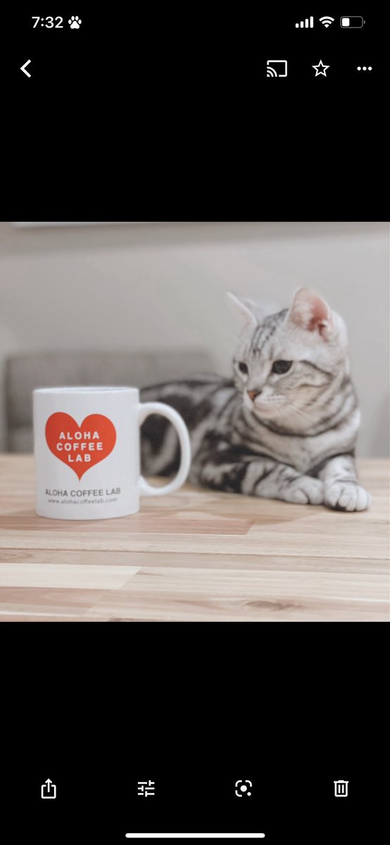 ALOHACOFFEELAB's tweet photo. 猫とコーヒー☕️🐱
#alohacoffeelab
#猫#コーヒー
#cat #Coffee https://t.co/ot2QuP0NMC