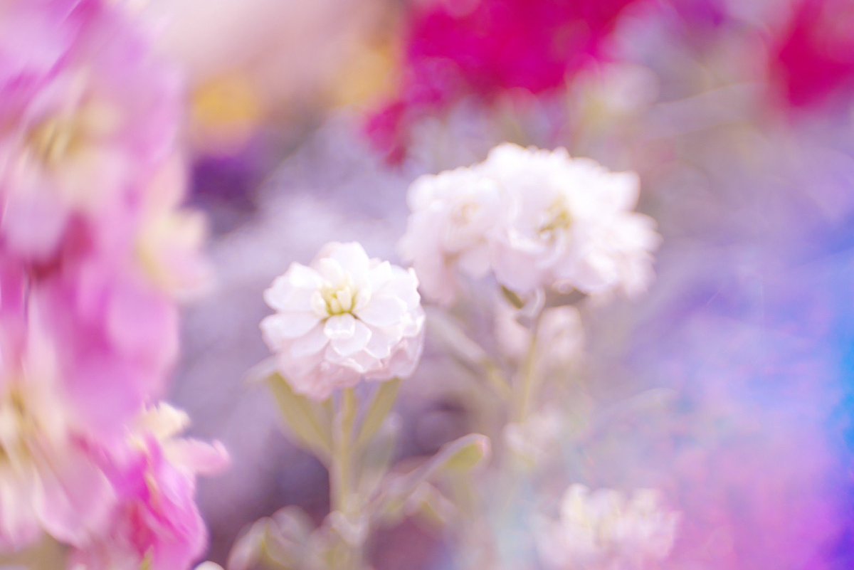 r8r1r1r's tweet photo. 2〜4枚目は #Fujifilm_X T100で
#Lensbaby #composer ProⅡ
#sweet35 、#sweet80 で
私が #撮影 した #写真 🥰
#Lensbabyomni も使ってるよ🤗(2,4枚目)
参加してくださった皆様は
どんなお写真撮影されてるのかな〜🥳 https://t.co/PBRwXwbkax