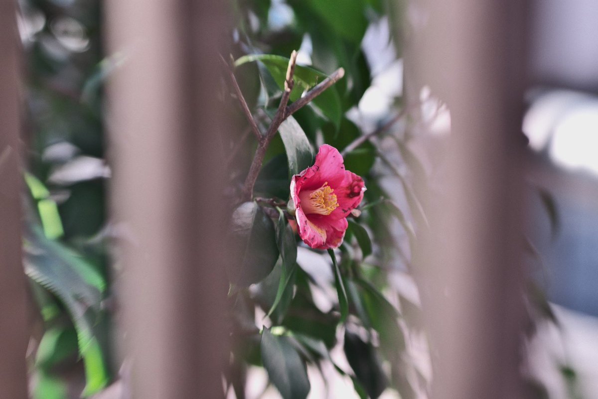 r8r1r1r's tweet photo. 2〜4枚目は #Fujifilm_X T100で
#Lensbaby #composer ProⅡ
#sweet35 、#sweet80 で
私が #撮影 した #写真 🥰
#Lensbabyomni も使ってるよ🤗(2,4枚目)
参加してくださった皆様は
どんなお写真撮影されてるのかな〜🥳 https://t.co/PBRwXwbkax