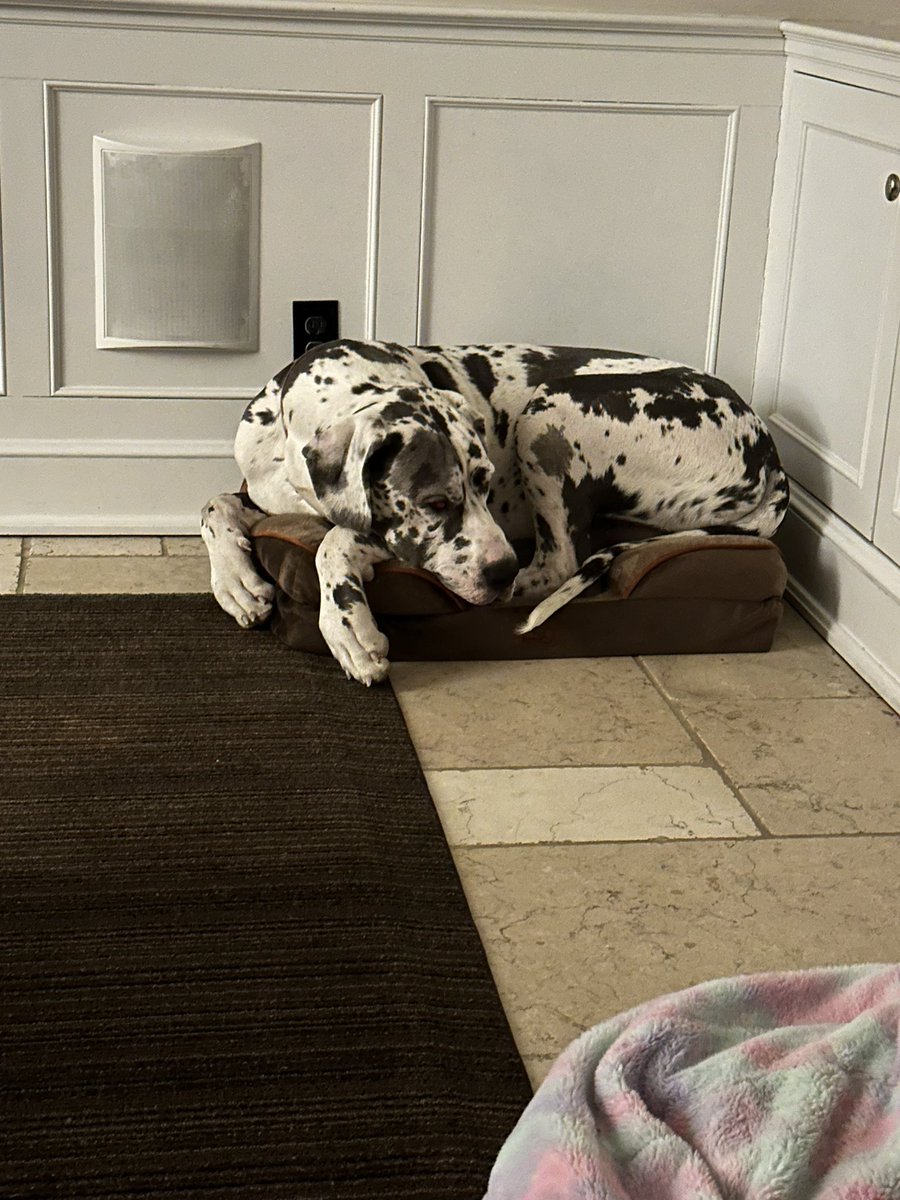 TheNotoriousHPB's tweet image. #GreatDaneProblems @JMillerOcuin 🥰😳

How it started➡️How it’s going.