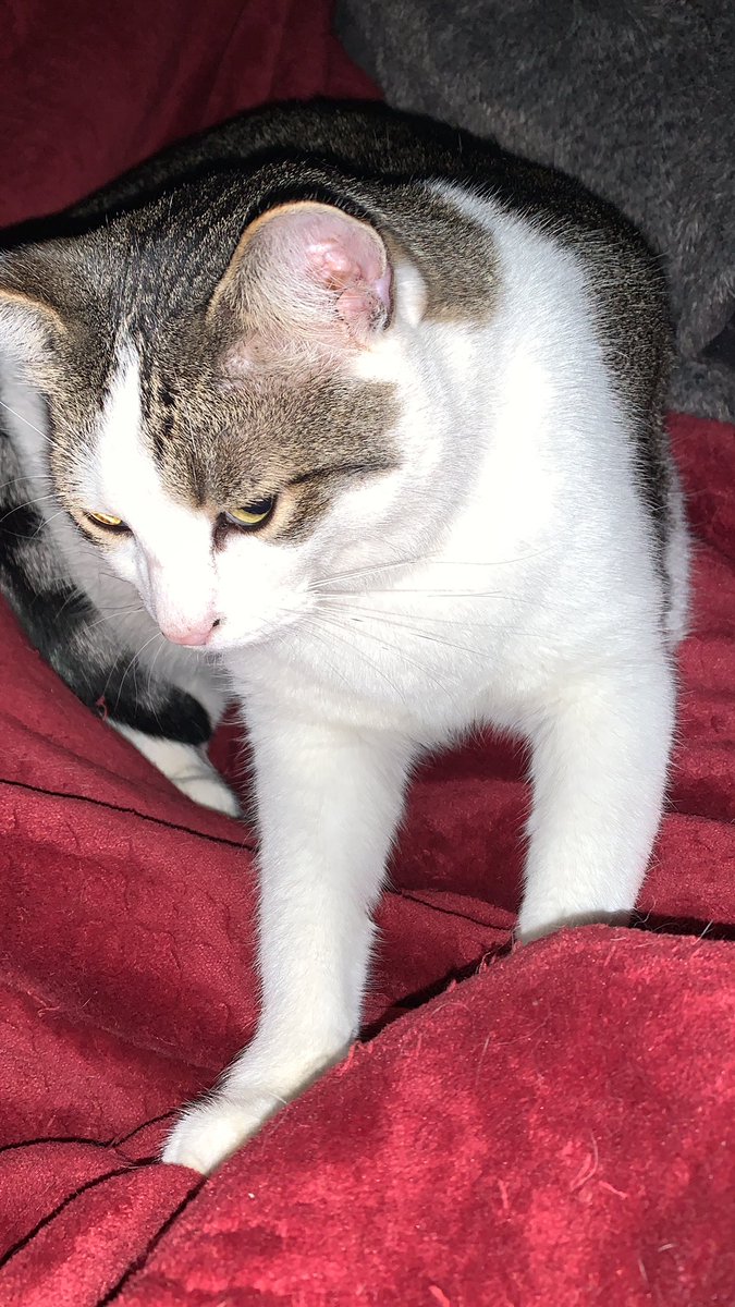 MerlintheCat9's tweet image. 3K is giving mom extra love tonight.  He didn’t sleep well when she was missing. #CatsOfTwitter of course he is being extra #kneady