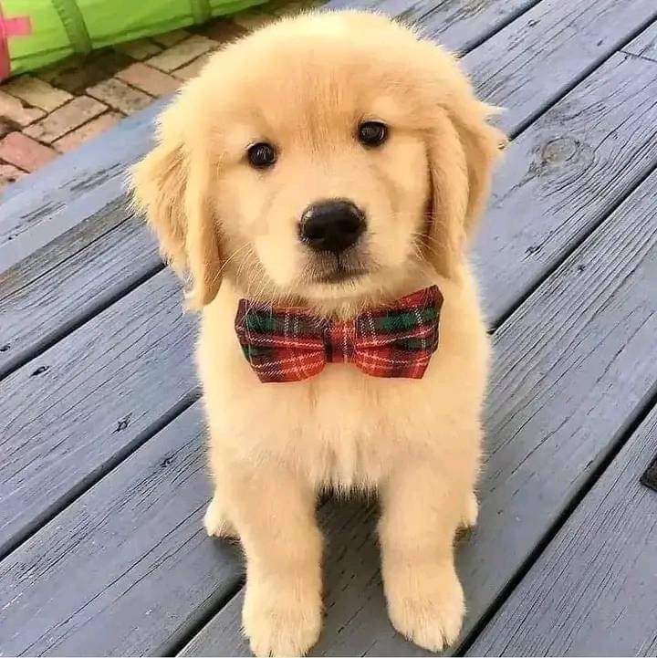 thehappydog_ tweet picture