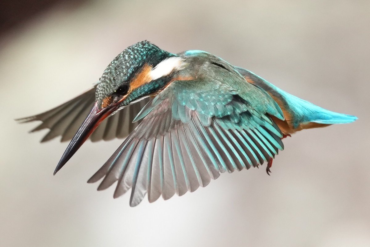 カワセミ飛翔

#カワセミ
#commonkingfisher