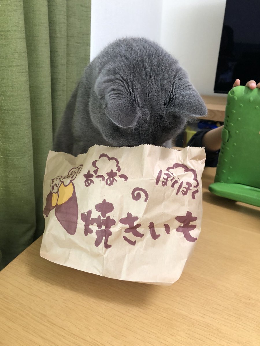 chartreux_ryu's tweet photo. あつあつ　ほくほく
　　　　の
ねこはいかがですか？
#猫のいる幸せ 
#ねこ 
#シャルトリュー https://t.co/zUfzUpNoJu