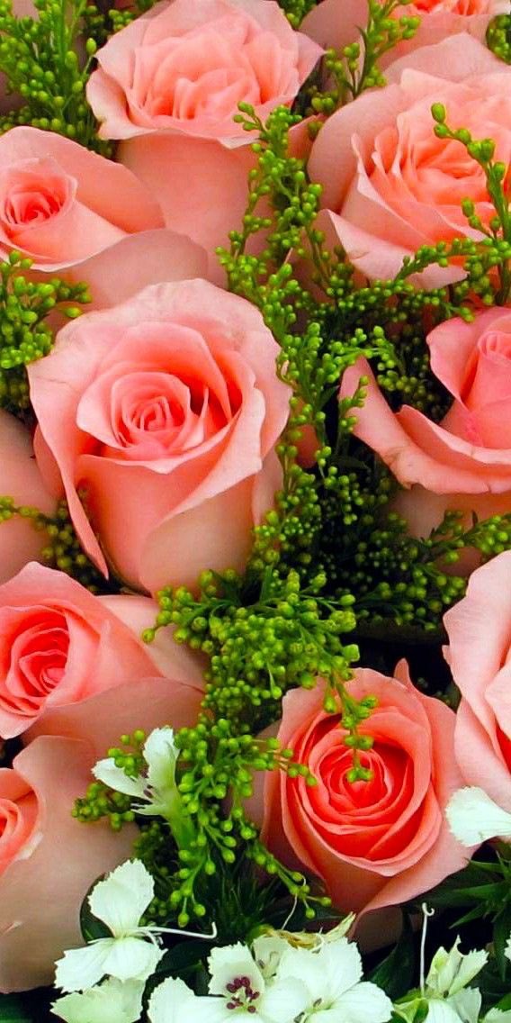 #roses #NotRoseWednesday #roseaday #GardeningTwitter #inthegarden #FlowerPhotography