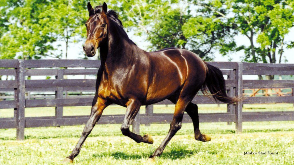 ASBAAust's tweet photo. Presidential Ball was a perfect 10. read John Coffey's tribute to this Hall Of Fame stallion. click the link here
https://t.co/DJzmC3L0yT
@Alabarfarms @BreedersVoice @HarnessBreeders @vege07 @HarnessBreedNSW @Wasba10 https://t.co/K39bYjLuPo