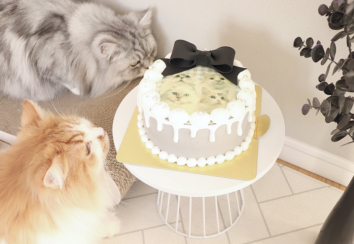 potechi_nikki's tweet photo. cakewith(@cakewith_tokyo)さんでぽてこゆこめオリジナルケーキを作っていただきました!!飼い主2の誕生日が近いのでこれでお祝いします
もふちゃんねるケーキめっちゃ可愛い…グレーのケーキとか私好みすぎます。
猫たちは食べられないんだ…ごめんよ…😹 #cakewithpr https://t.co/abWGhFZpSE