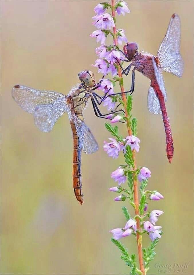 Bichos y Flores (@bichosyflores69) on Twitter photo 