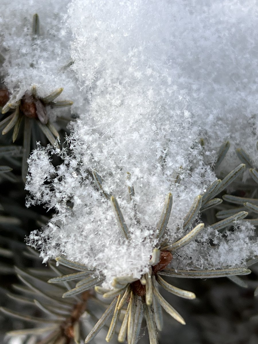 aknorsk's tweet photo. Learned a fun new word today: snøfnugg - snowflake. 

#14daysoffriluftsliv #14dagerfriluftsliv #sonsofnorway #friluftslivak #day2 #norsk #jeglærernorsk #kvikklunsj https://t.co/Zq0t1OnsLM