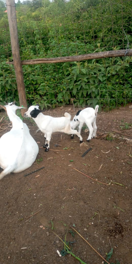 JaRusinga_02's tweet photo. Sunday is #goatsSunday. Its #FarmSunday and definitely a #TwinsSunday
Wanyama goat farm.
People's Republic of Rusinga Island https://t.co/1G9yVfcsfk