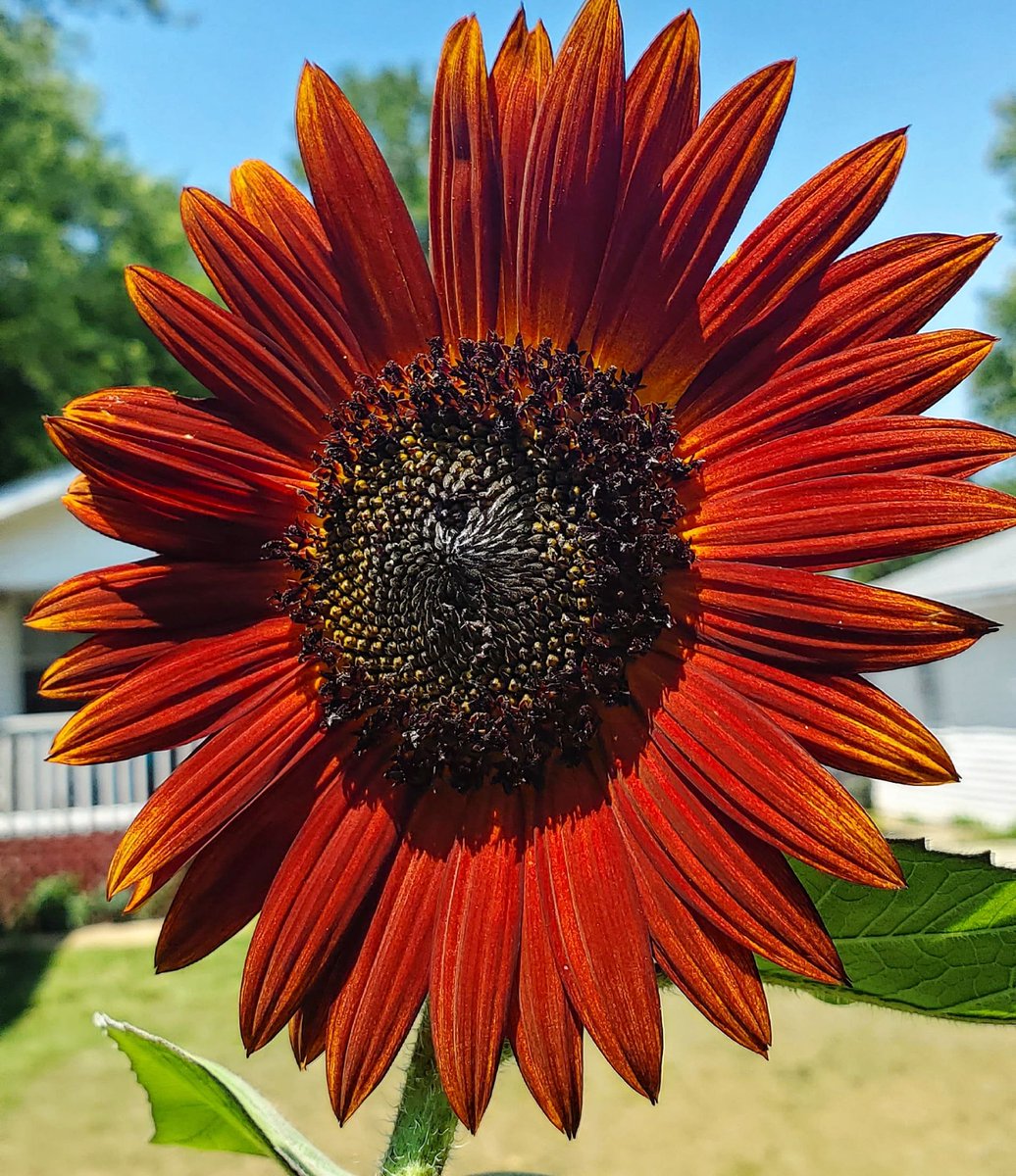 ashley_persico's tweet image. Posting something pretty since Twitter has been ugly lately. #ToxicTwitter