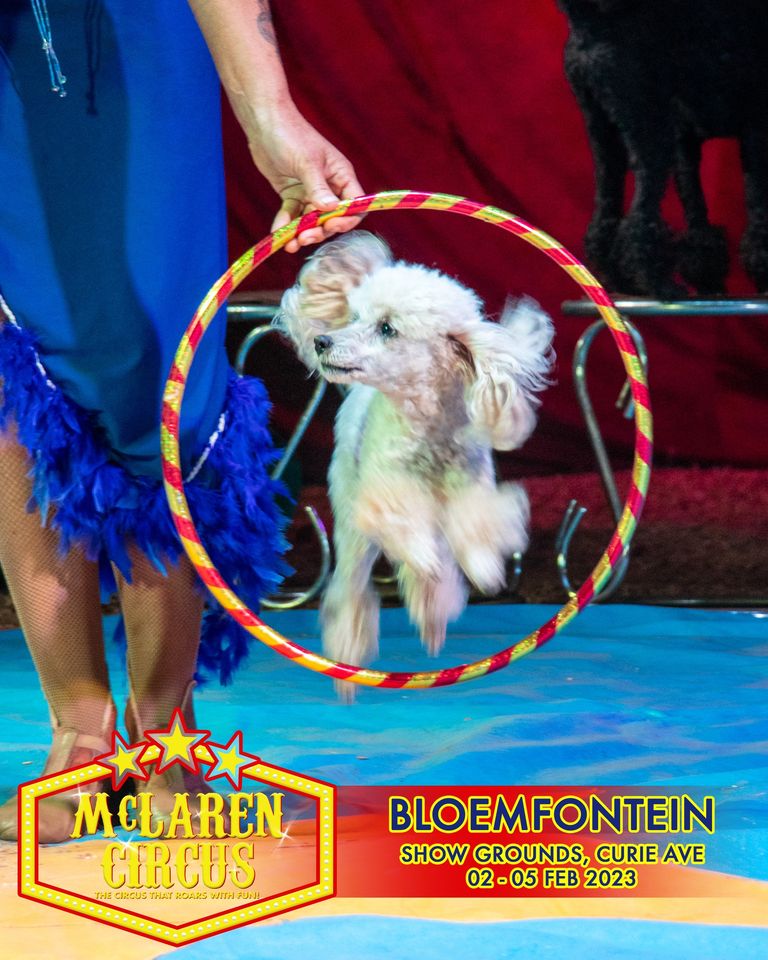 DenzilMclaren's tweet photo. Get your tickets asap for @mclarenscircus final A1 show in #Bloemfontein Today at 3pmπͺπππ©πβ€οΈ
#Coming Soon to #Kimberley & #DeAar #NorthernCape #Mangaung #FreeState #FreeStateZA
All Show Times https://t.co/6r3xRFKWz6
Buy Tickets online: https://t.co/wsY55Vvbk8 Blessed Sunday https://t.co/vRFe6yswGV