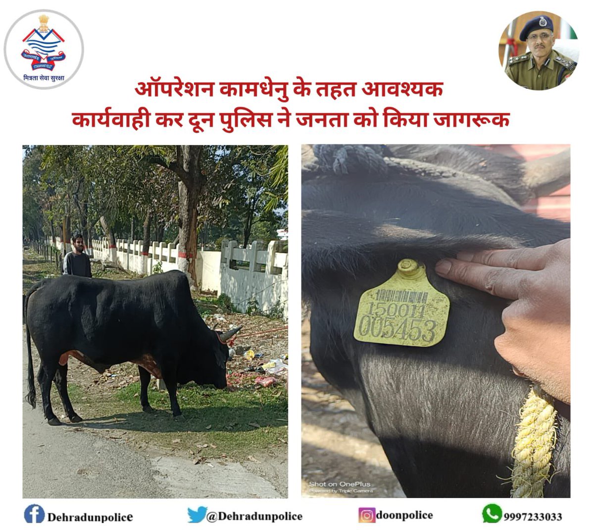DehradunPolice's tweet photo. जनपद देहरादून पुलिस द्वारा दिनांक 04 /02/ 2023  को #ऑपरेशन_कामधेनु के तहत  03 गायों के लावारिस अवस्था में घूमने पर गायों को कांजी हाउस/सैल्टर हाउस भिजवाया।

साथ ही क्षेत्रीय जनता को ऑपरेशन कामधेनु के संबंध में जागरूक किया गया।

#UKPRescueOps
#खाकी_में_इंसान
#uttarakhandpolice https://t.co/l45v8YhfLT