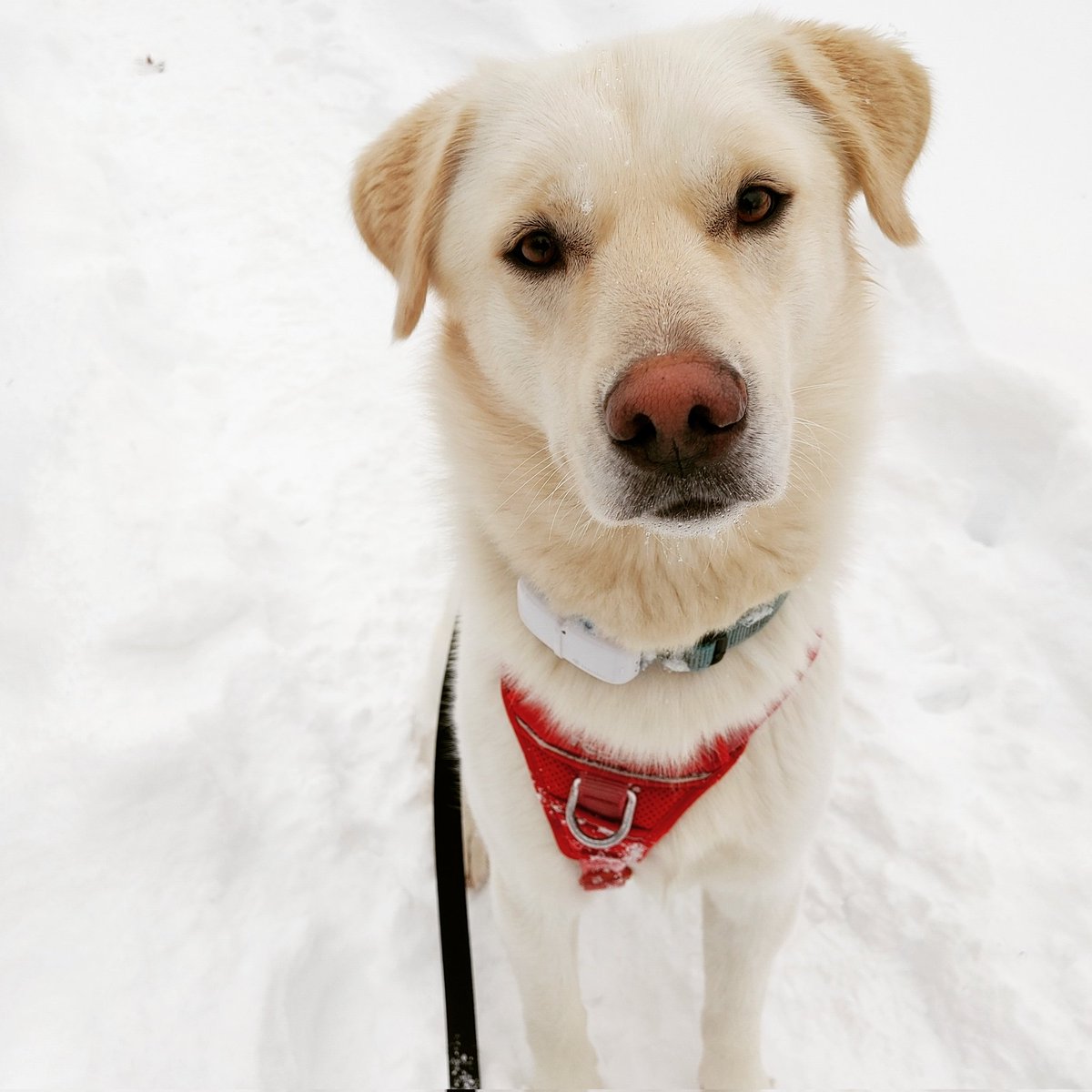 anneandarthur's tweet photo. Nous avons eut les températures les plus froides en 27 ans hier. Kobe le Huskador ne s'en est pas trop plaint, mais son promeneur par contre.. / We had the coldest temperatures in 27 years yesterday. Kobe the Huskador didn't seem to mind, but his dog walker on the other hand.. 🥶 https://t.co/WD9PE2fYXo