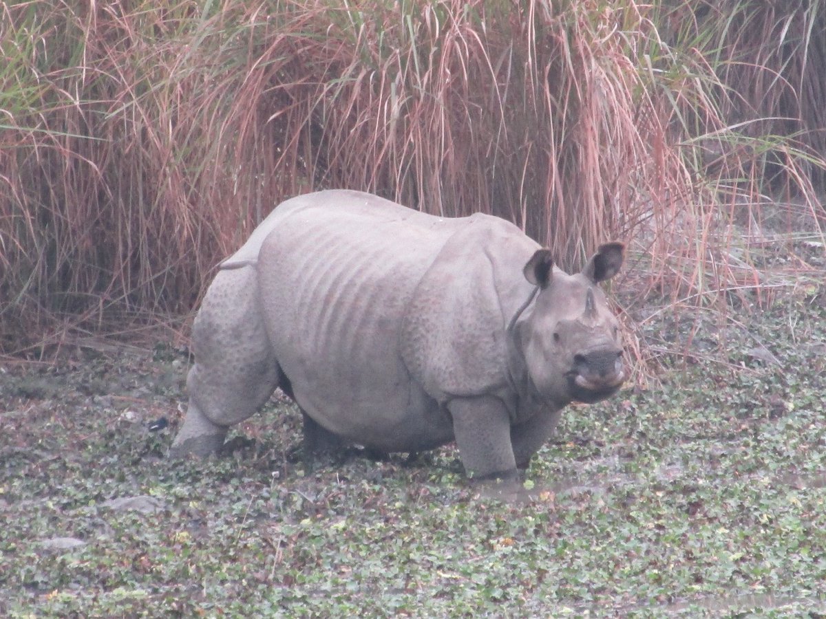 ankit_998877's tweet photo. Kaziranga, Assam https://t.co/tfXKXNXNCj