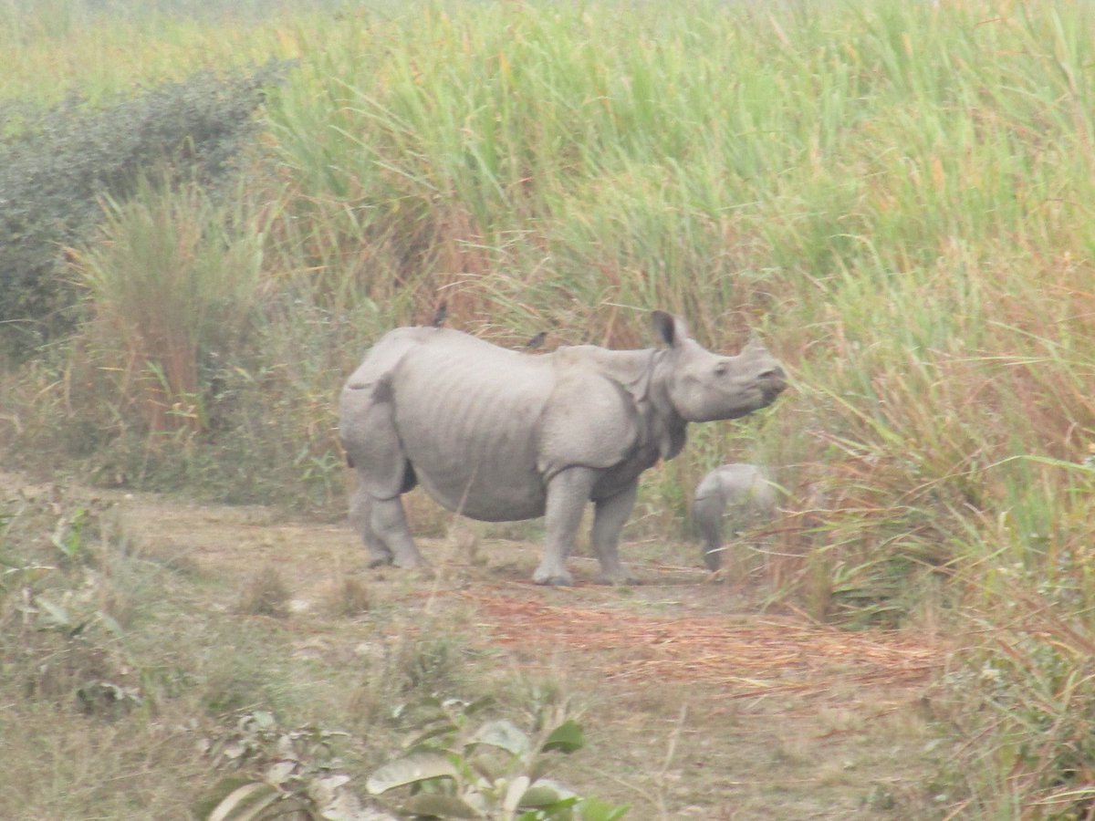 ankit_998877's tweet photo. Kaziranga, Assam https://t.co/tfXKXNXNCj