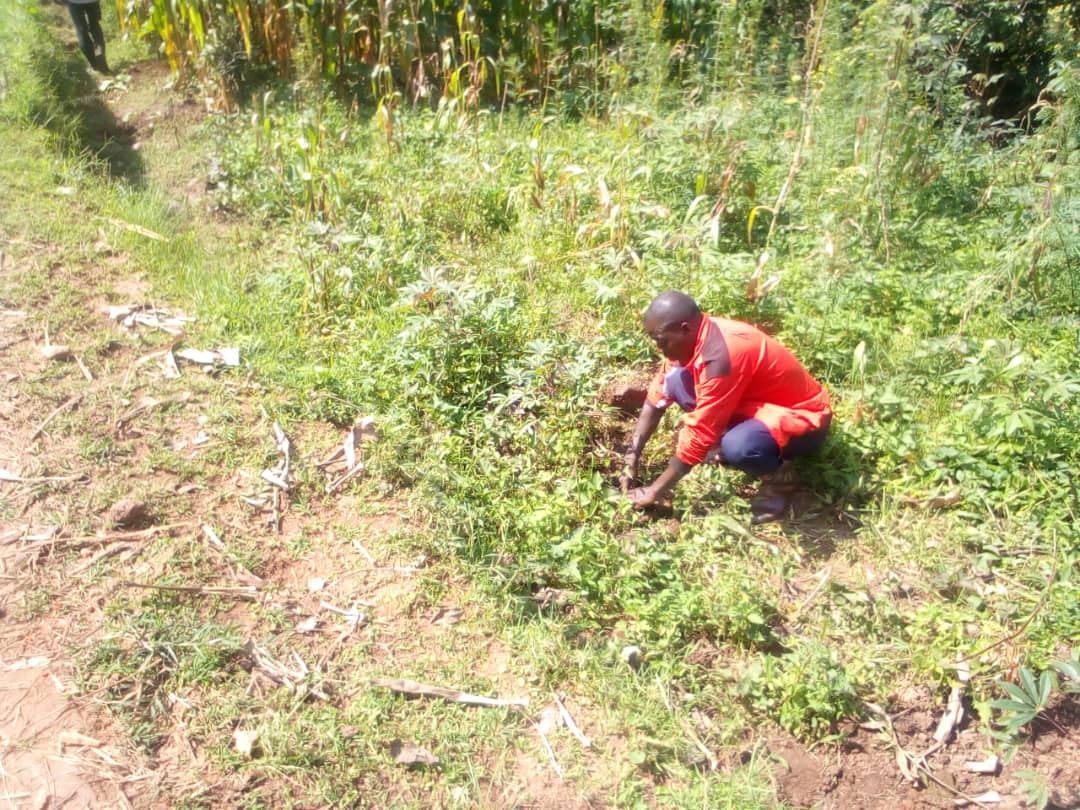 #Burundi
Le CEDS a supervisé les travaux de plantations des arbres (Grevillea et Eucalyptus) sur les abords de la route #Bukeye_Butaganzwa passant sur les collines #Gaharo_Gahaga.
Environs 3000 plants ont été planté et contribueront à la protect° de cette route
<a href="/MielsBurundi/">Min.Infra,logements Socio,Transports &Equipements</a> 
4/n