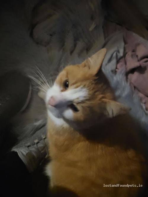 lostfoundpets's tweet photo. A male cat was found on 08/12/2022 in The Local Area, #Tavanaghmore https://t.co/eBsogICyXw #fpie https://t.co/E4oAzkpOdp
