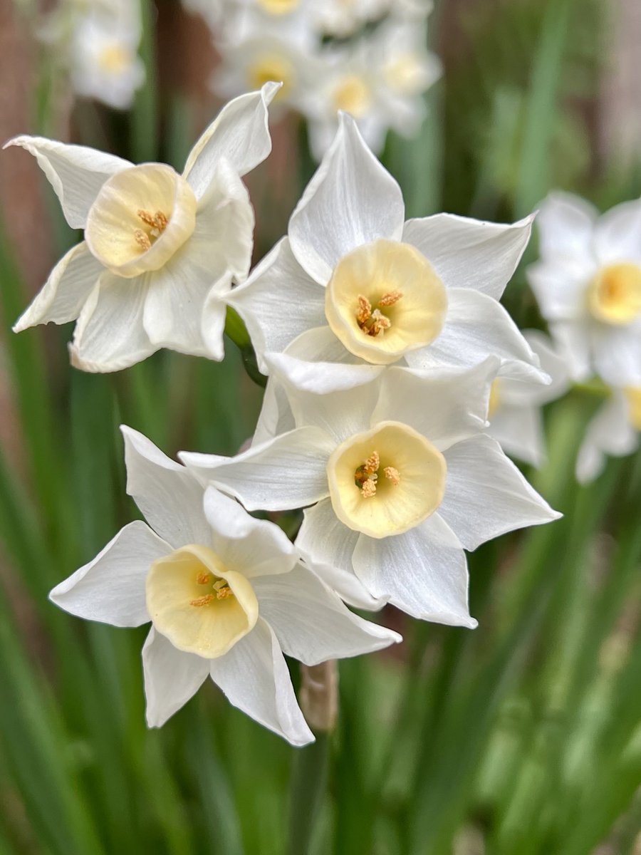 #Narcissus #WinterFlowers #MyGarden