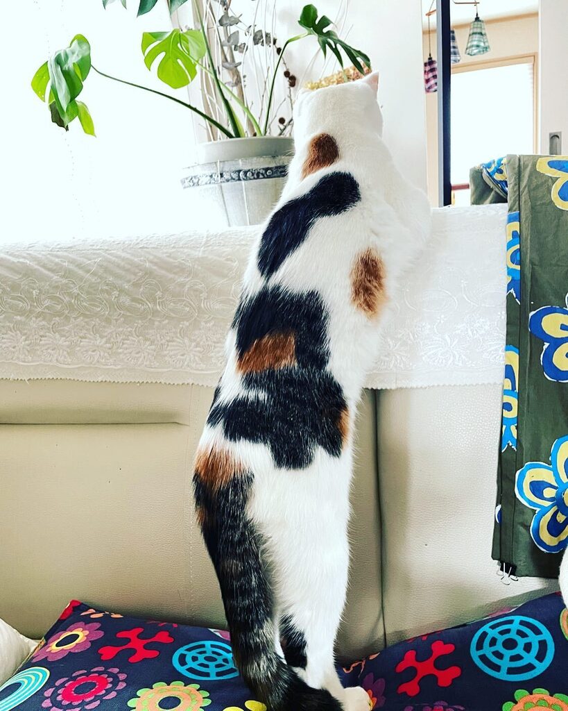 Chiii_chi__'s tweet photo. ❤︎ソファの向こうが気になるにゃ…❤︎
・
#べに　#三毛猫ガール #猫 #ねこ #保護猫と暮らす #猫のいる暮らし #にゃんすたぐらむ #猫部　#ペコねこ部　#nyancon01 #sippoストーリー
#cat  #고양이　#catstagram #catlife #catsofinstagram  #catlover https://t.co/PdRIyBCb2S https://t.co/dmqMeVMu8i