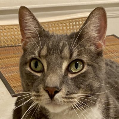 RoccoTheTiger's tweet photo. #NewProfilePic https://t.co/jFl3ZwtMXq