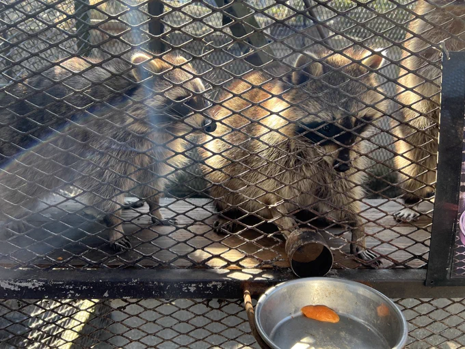 数日前寝かしつけ時に娘様に小さい頃は動物園が好きでよく行きたがっていた、最近は行かなくなって寂しいなと言ったら付き合ってやらないこともない娘様から許可をいただき市原象の国にやって来た。楽しいな!動物園! 