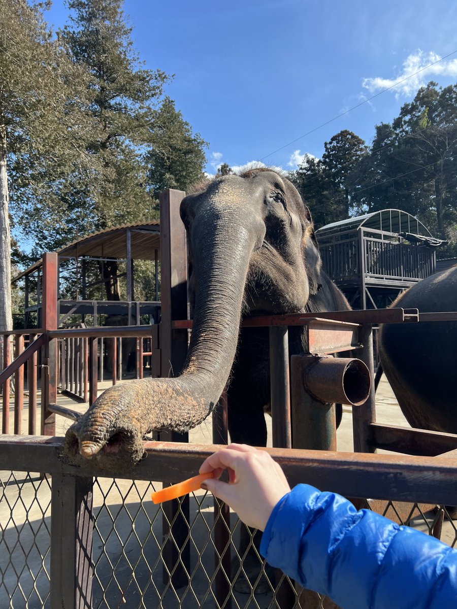 「数日前寝かしつけ時に娘様に小さい頃は動物園が好きでよく行きたがっていた、最近は行」|とよ田みのるのイラスト