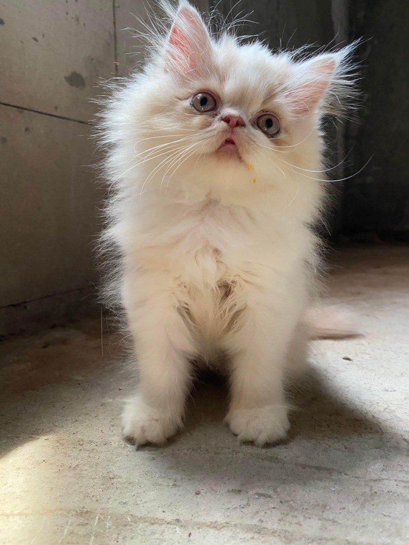 babookoceng's tweet image. Lucuuuu gasiii guys? Yuk ambil mahar, lepas adopsi flatnose. Lokasi Cirebon #adopsikucing #kucingflatnose