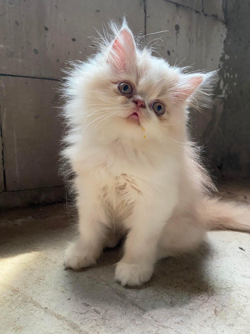 babookoceng's tweet image. Lucuuuu gasiii guys? Yuk ambil mahar, lepas adopsi flatnose. Lokasi Cirebon #adopsikucing #kucingflatnose