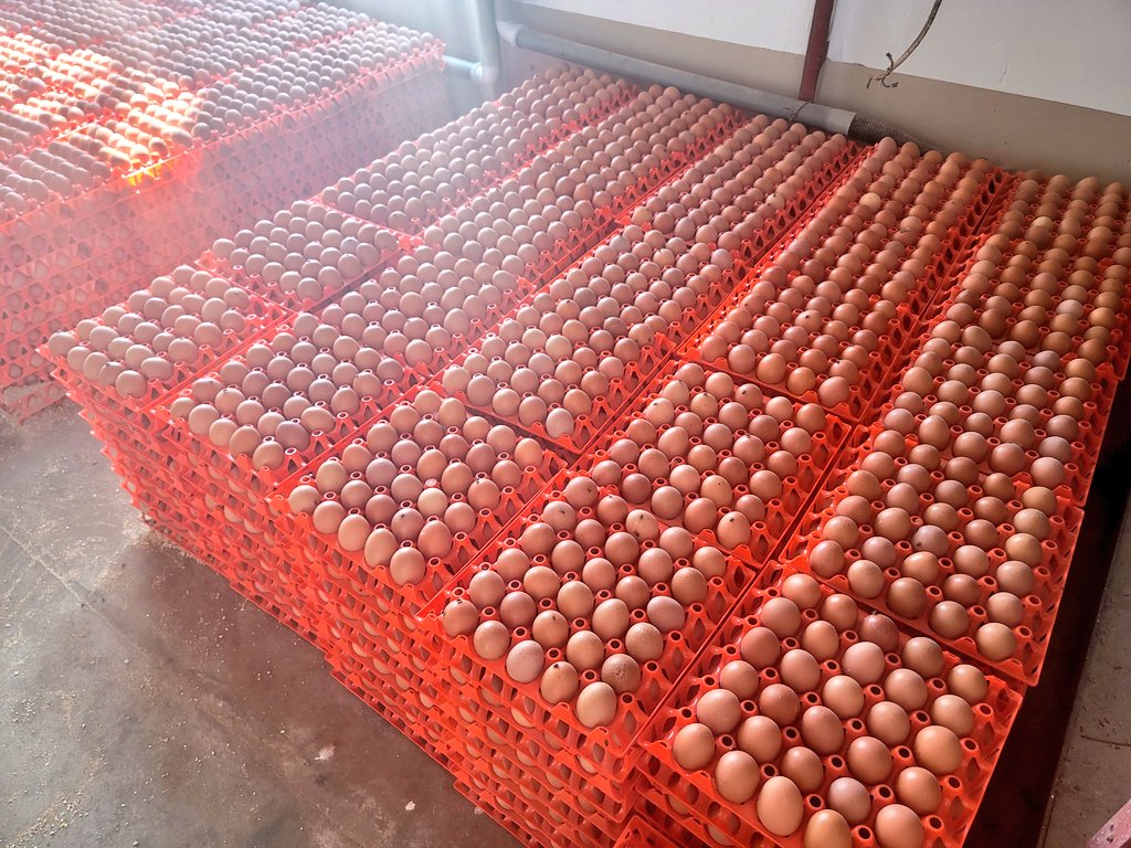 Asada Foods on Twitter "Our eggs are getting bigger by the day... you can buy 1. Premium