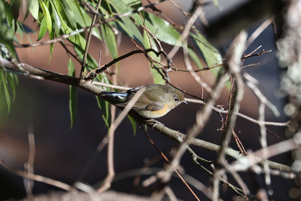 yamaB747's tweet image. 今日の野鳥🐦
初めて山に野鳥を狙いに行きましたが、小さいしめちゃくちゃ難しいですね💦

#EOSR6mark2