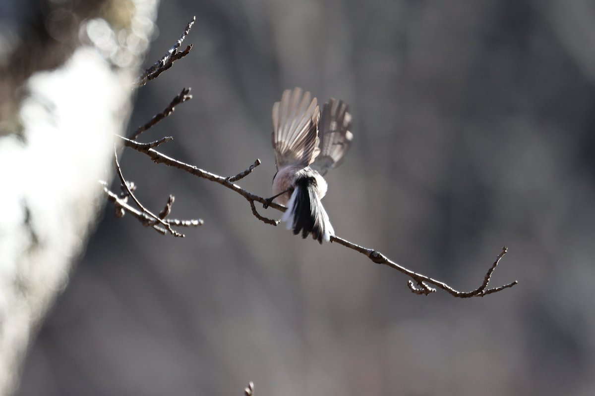 yamaB747's tweet image. 今日の野鳥🐦
初めて山に野鳥を狙いに行きましたが、小さいしめちゃくちゃ難しいですね💦

#EOSR6mark2