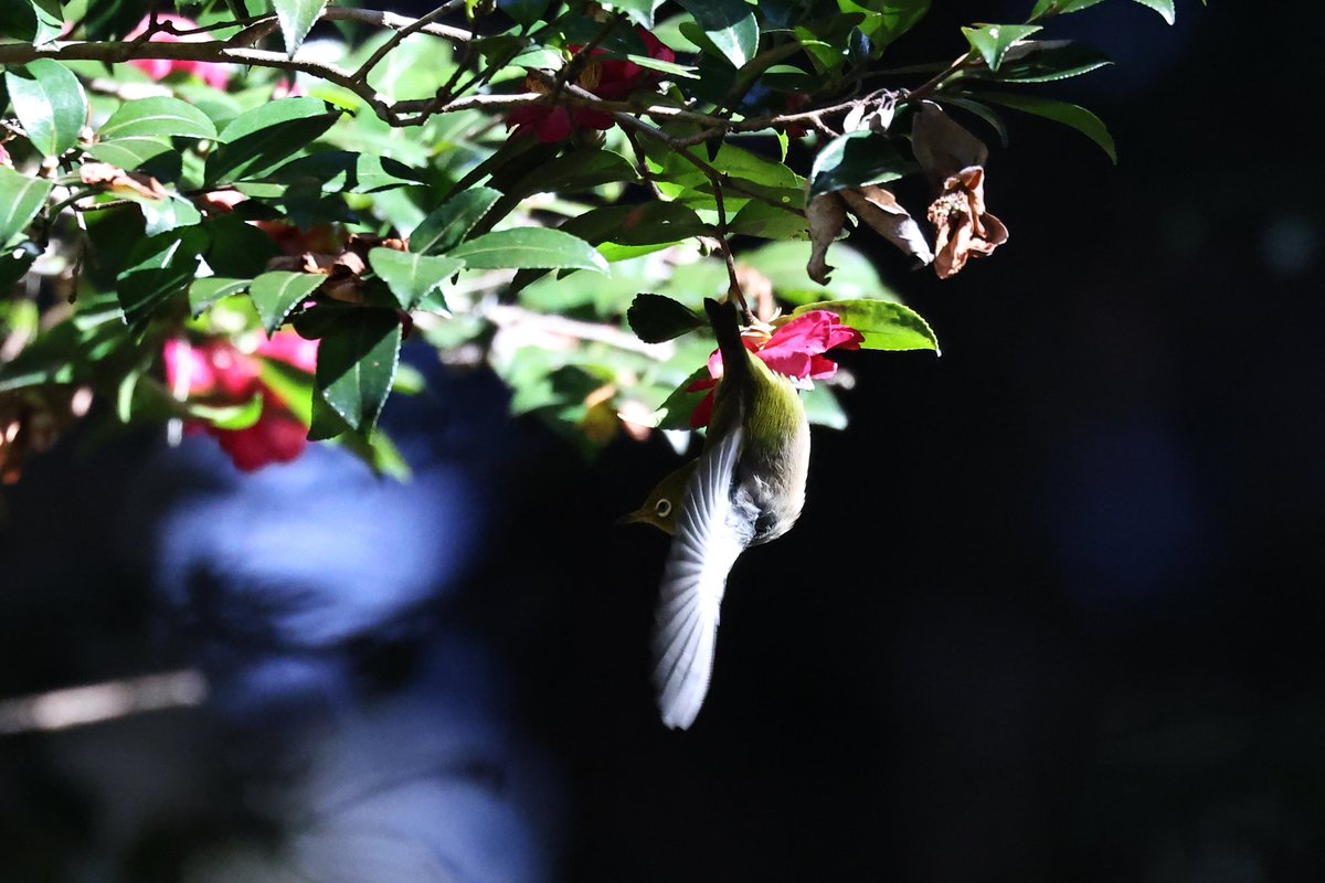 yamaB747's tweet image. 今日の野鳥🐦
初めて山に野鳥を狙いに行きましたが、小さいしめちゃくちゃ難しいですね💦

#EOSR6mark2