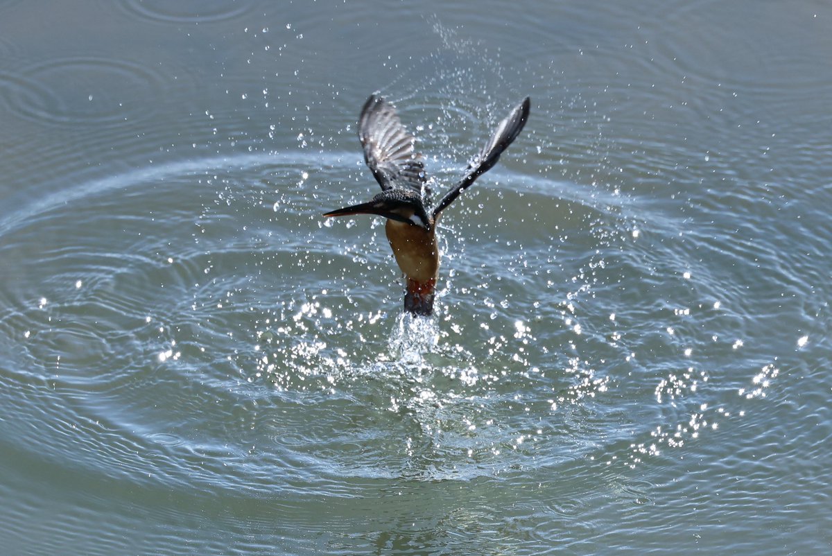 yamaB747's tweet image. 今日の野鳥🐦
初めて山に野鳥を狙いに行きましたが、小さいしめちゃくちゃ難しいですね💦

#EOSR6mark2