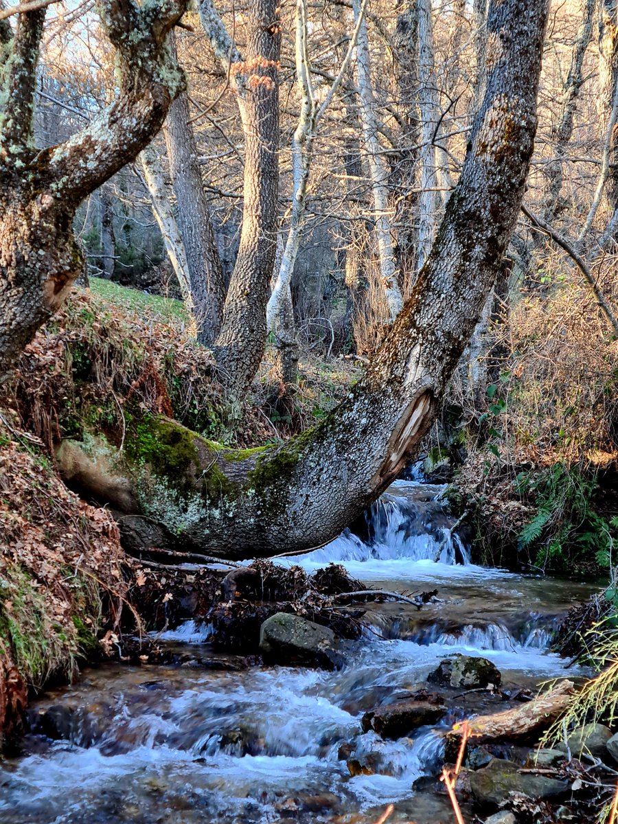 J. SANTIAGO🦁 tweet media