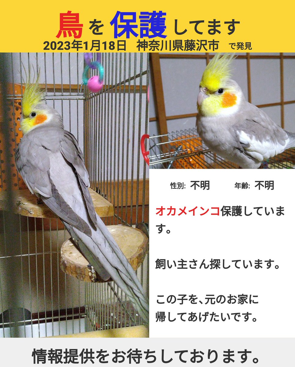 私が嘆こうが祈ろうが現実は変わらない。それでも、びわに会いたい。
可能性を、びわの生きる力を信じてる。優しい人に、保護されていてね、必ず見つけるから。
保護した子は、びわを探してくれた人達の祈りと行動の結果、生きている。どちらも、届くと信じて行動する。#オカメインコ　#迷子インコ