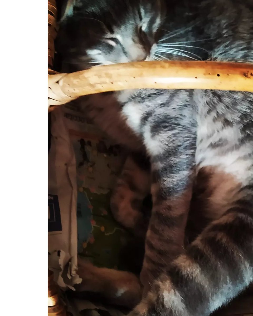 SarratdEnSol's tweet photo. Chat-l'heureux: dimanche au domaine! #vigneronsindependants #passionvin #passionchat #chat #domainefamilial #poesie #mascotte #viedechat @mounpais #southoffrance
@Atout_Terroir @occitaniwines @VinsduLanguedoc
#suddelafrance #happy #vignes #dimanche #repos https://t.co/IKH7a9aNqb
