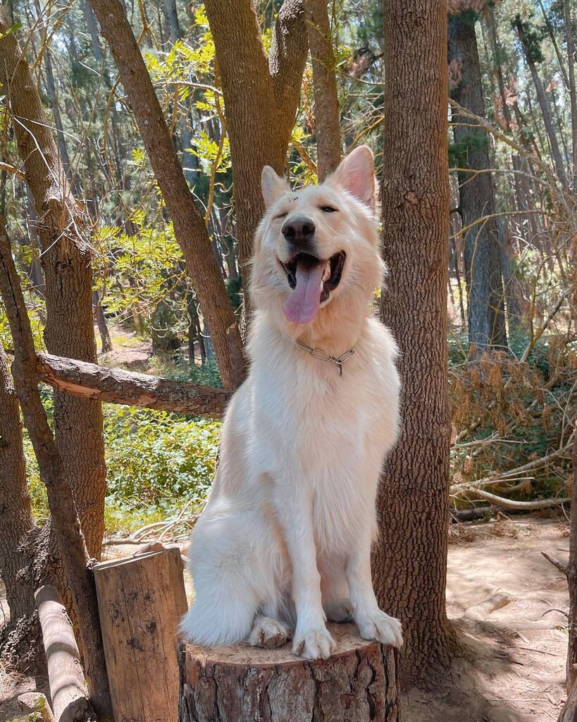 Summer morning hike 

#whiteshepherd #whitegsd #whitegermanshepherd #whiteswissshepherd #lovemydogs #dogsthings #doglife #dogsadventures #dogfriendly #dogsfriendlyplaces #dogsoffleash #beautifuldogs #dogsofaustralia #weekendvibes #cutedogs #dogstagram