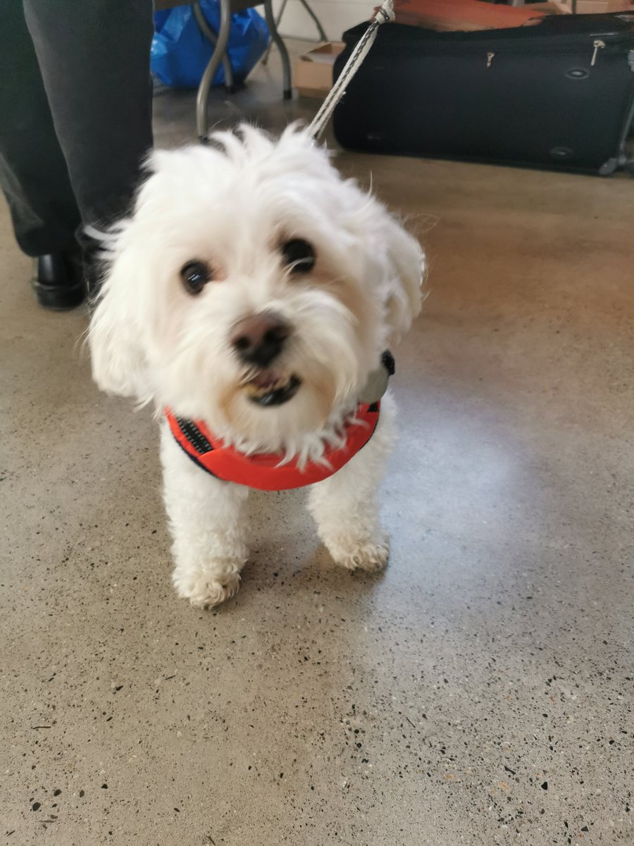RichBarracks's tweet photo. Our first Bailey of the weekend! Big fan of back rubs and scritches. Cute as a button.
#dogsofrichmondbarracks #dogsoftwitter #madra #madrai #dublin #dogfriendly #dogswelcome #dogsofdublin #dogsofd8 #richmondbarracksfair https://t.co/49VnNDF2Lc