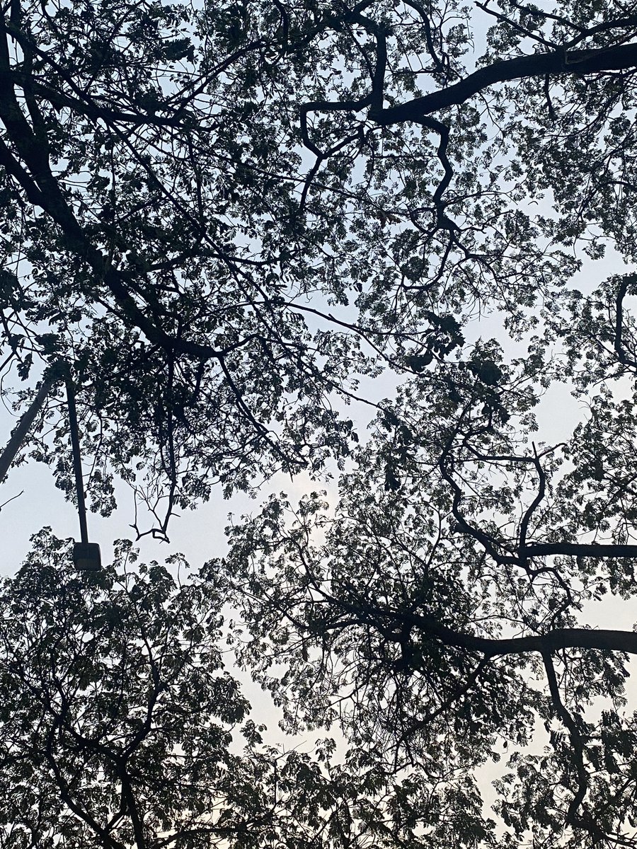 Things look photogenic to me this evening #photography #canopy #trees