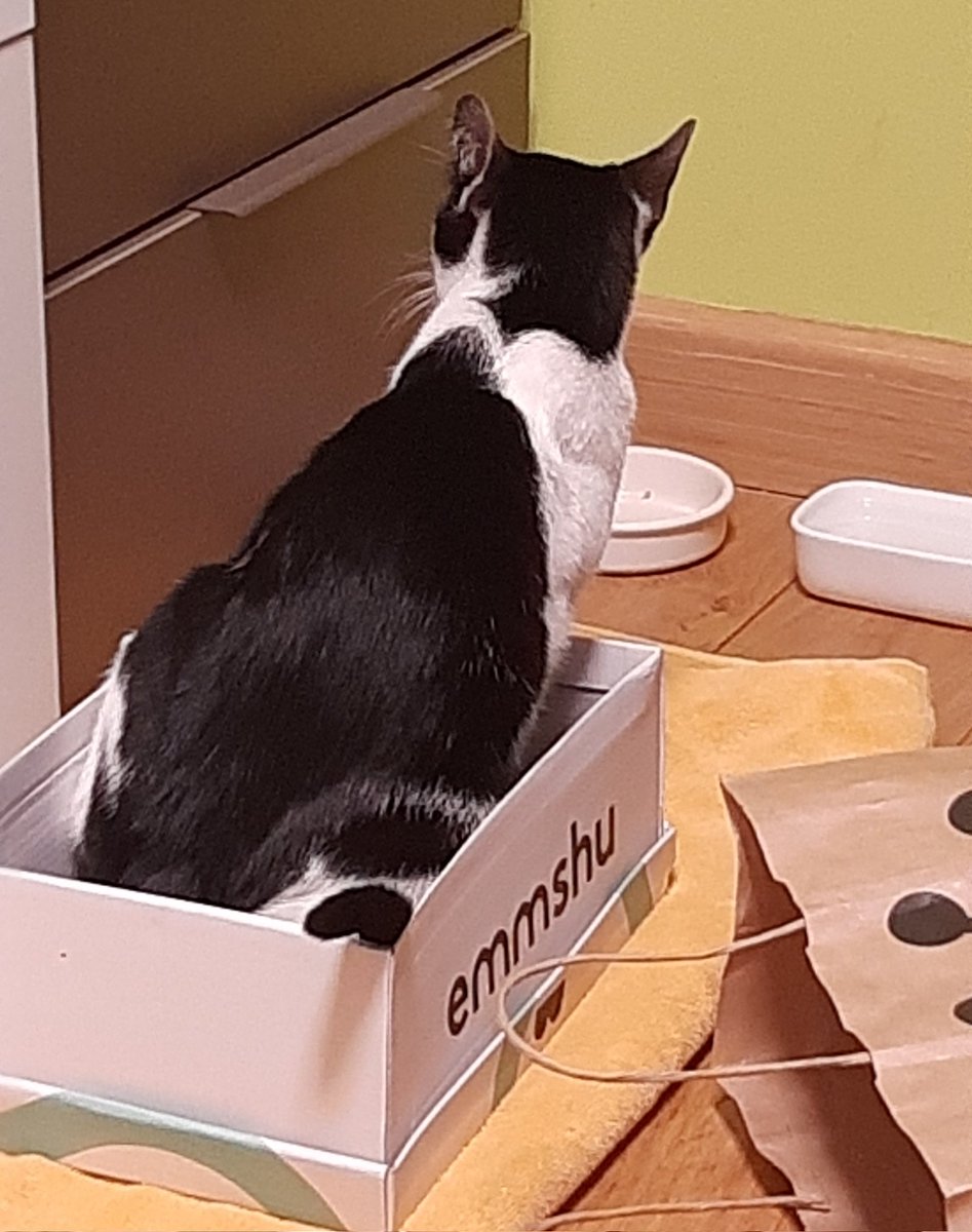 mamandalanda's tweet photo. Anoche nos encontramos un gatito por la zona de calle Benavente (zgz)
Es blanco y negro y tendrá unos 6 meses, esta muy limpio. Creemos q es d una casa pq estaba intentando meterse en los portales y es muy cariñoso cn las personas.
D momento lo tengo en mi casa, cualquier cosa dm https://t.co/rSokOQIhqo