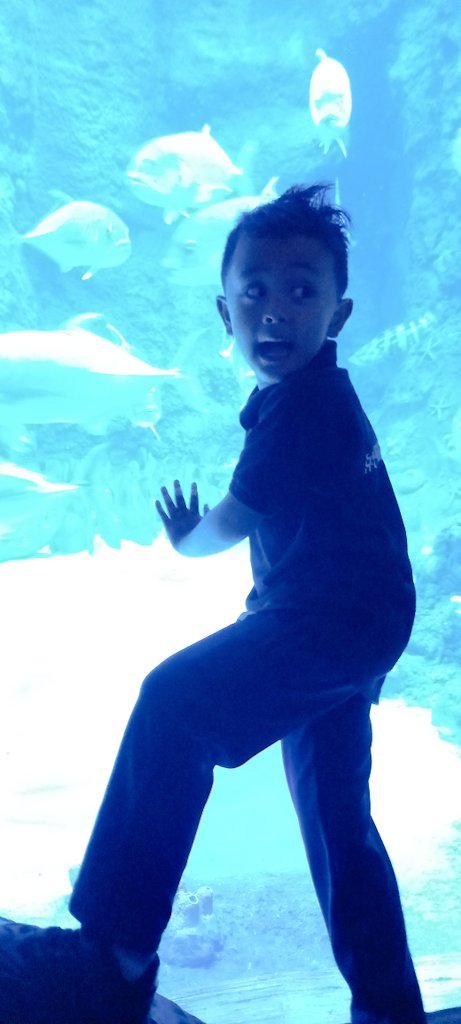 BisdakV's tweet photo. Our curious young nature lover in awe of the beauty of the ocean.

Visiting the National Aquarium which is home to 46,000 animals &amp; the largest in the Middle East.

#life #nature #sundayvibes #aquaticlife #AbuDhabi #UAE #marinelife #sharks #stringrays #adventure #learning https://t.co/v1z0sNyces