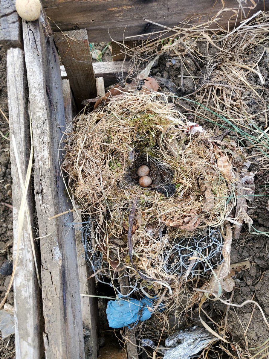 Aleeesha (@rozeenahc) on Twitter photo 