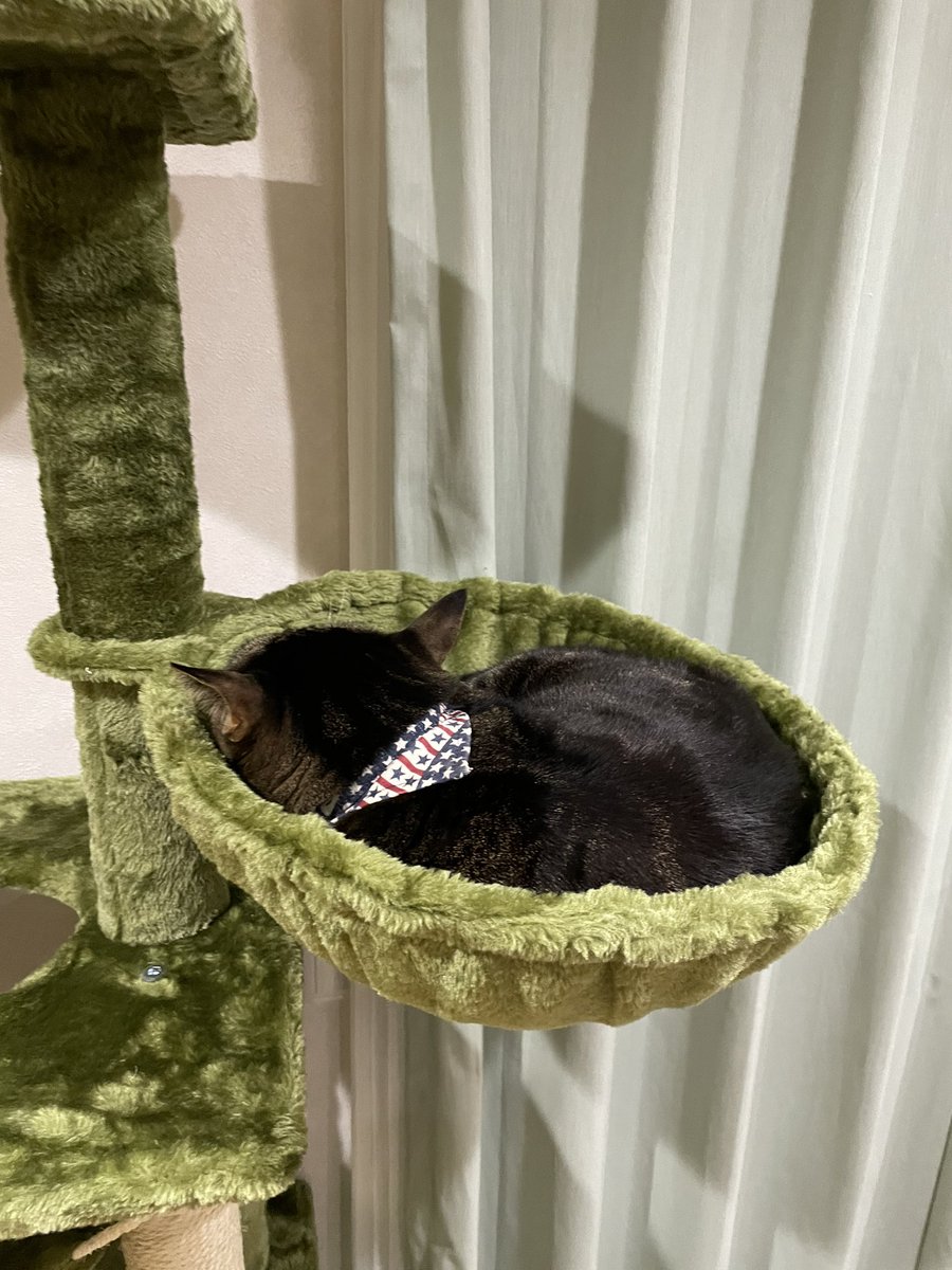 にゃんこ御殿😸組み立て途中から落ち着くのはさすが！お姉様！
お気に召してくれたようで感無量です☺️