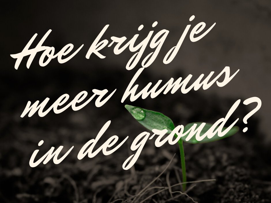 Van compost wordt wel eens gezegd dat dat het zwarte goud voor je tuin is, maar eigenlijk is humus dat. Lees er meer over in dit blog: tuinierenopzand.blogspot.com/2022/02/humus-…