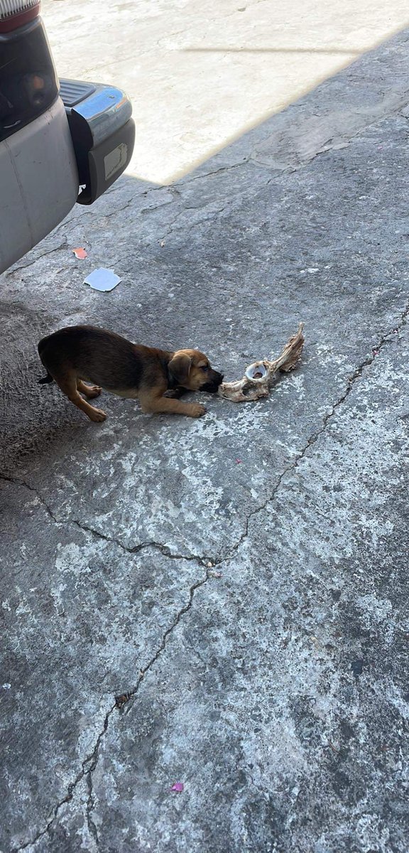 Javier53845755's tweet photo. Buenos dias les deseamos yo y la nueva integranye de la familia solo que ella esta un poco ocupada🐶🐕🍖 https://t.co/f6qZzcrxNM