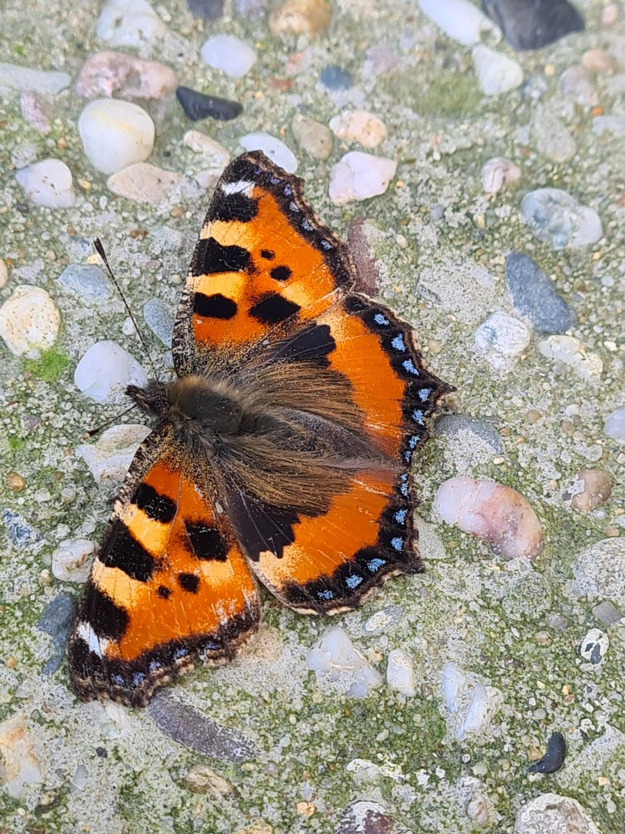 Terwijl ik uit de wind (lekker in de zon) achter het stormwachtershuisje bij Polder Wassenaar zit om een groep ganzen te checken, zie ik in mijn ooghoek deze kleine vos. Gek gezicht zo begin februari. #Texel <a href="/vlinderNL/">De Vlinderstichting</a>