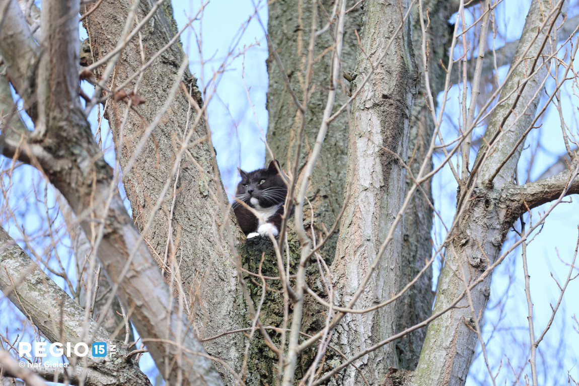 regio15's tweet image. Brandweerinzet tbv kat in boom op het #Stuiverpad in #Delfgauw. Zoals zo vaak was het einde van het liedje dat de kat zelf uit de boom is gekomen en hard is weggerend.